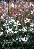 Gaura lindheimeri 'The Bride'